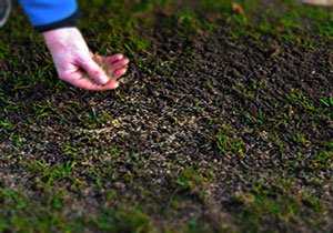 Посадка травы газонной – Газонная трава - когда сажать газон на даче, как правильно это делать (видео инструкция)
