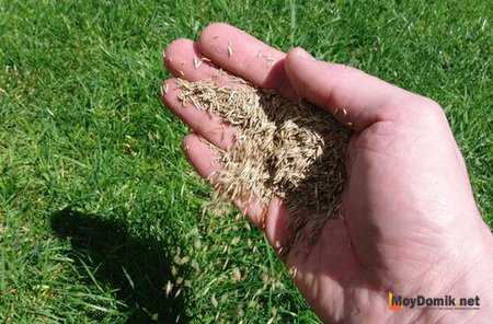 Посев газона своими руками видео – Как сеять газонную траву своими руками : пошаговая инструкция с фото и видео