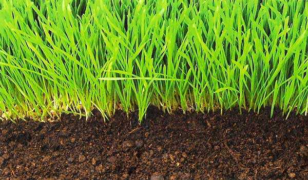 Посев газона своими руками видео – Как сеять газонную траву своими руками : пошаговая инструкция с фото и видео