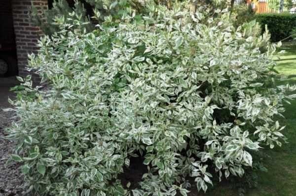Растение с мелкими белыми цветами – дерево, куст, название растения с мелкими цветочками, как называются красивые шариками, садовые