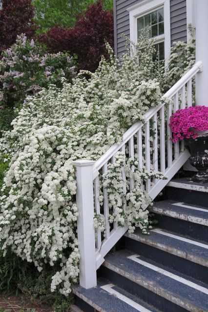 Растение с мелкими белыми цветами – дерево, куст, название растения с мелкими цветочками, как называются красивые шариками, садовые