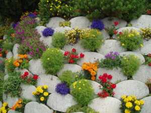 Растения для дачного участка – Какие есть неприхотливые цветы для дачи