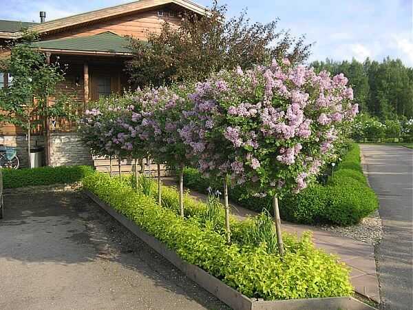 Растения для живой изгороди – Список растений для живой изгороди