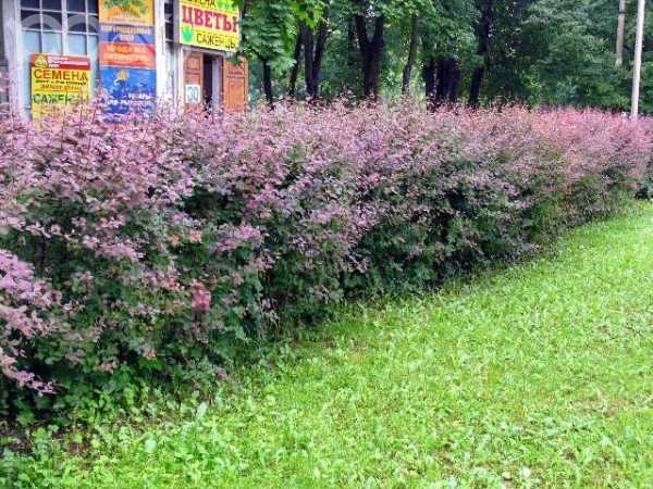 Растения для живой изгороди – Список растений для живой изгороди