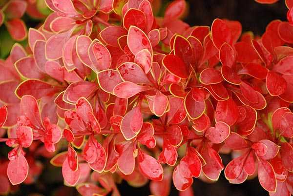 Растения с красными листьями для сада фото и названия – Садовые цветы с красными листьями. Уличные растения: названия, описания, выращивание