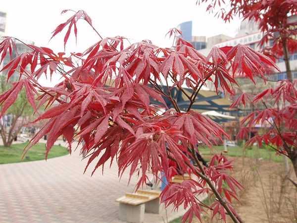 Растения с красными листьями для сада фото и названия – Садовые цветы с красными листьями. Уличные растения: названия, описания, выращивание