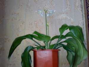 Растения с названиями фото – фото растений - фотокаталог - Алфавитный список растений с фото