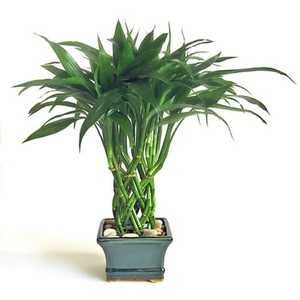 Растения с названиями фото – фото растений - фотокаталог - Алфавитный список растений с фото
