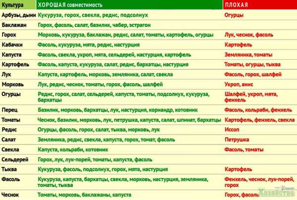 Сады и огороды на маленьких участках – Как распланировать огород на маленьком участке?