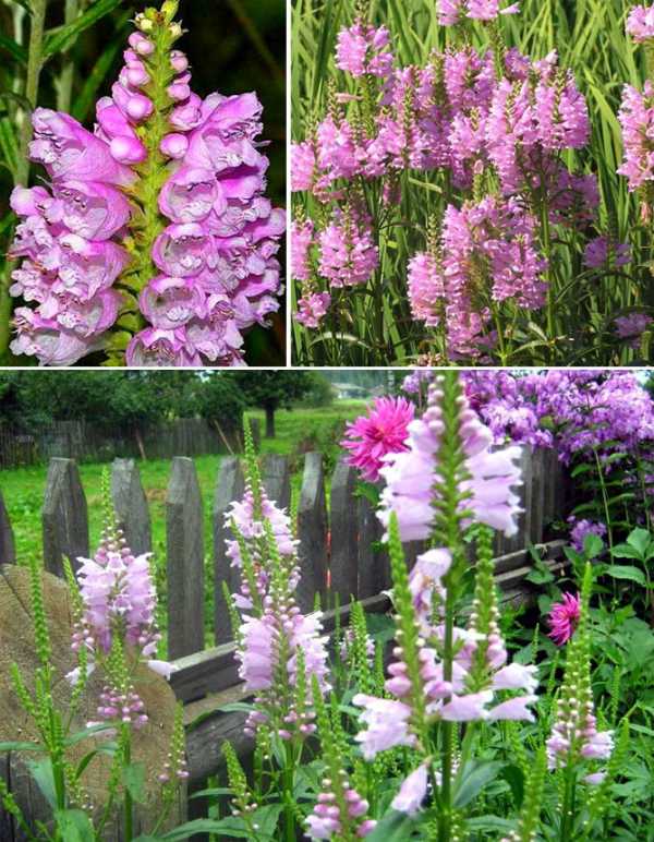 Самые красивые многолетние цветы для сада фото и названия – Многолетние цветы для дачи – фото с названиями