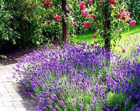 Самые красивые многолетние цветы для сада фото и названия – Многолетние цветы для дачи – фото с названиями