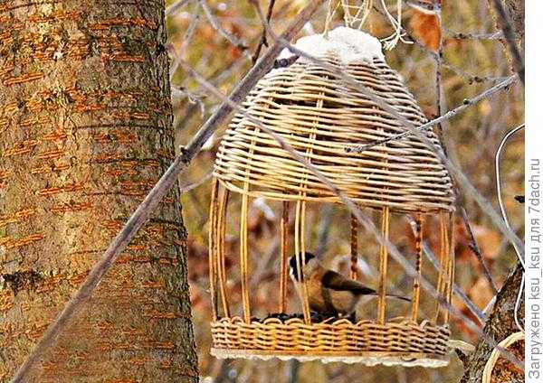 Съедобная кормушка для птиц – Кормушка из зерен: украшение сада и угощение для птиц