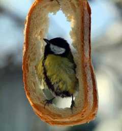 Съедобная кормушка для птиц – Кормушка из зерен: украшение сада и угощение для птиц