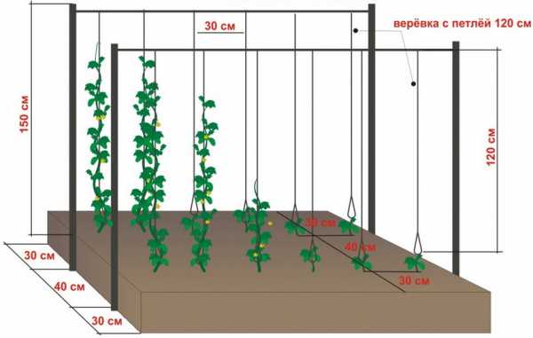 Сетка для огурцов как установить фото – Шпалерная сетка для огурцов в открытом грунте и теплице: выращивание, как натянуть, как установить