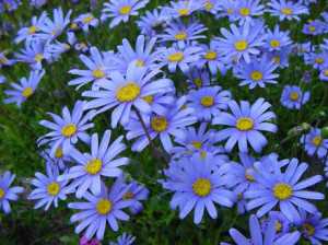 Синие мелкие цветочки – названия и фото растений многолетников и однолетников, высокорослых и низкорослых