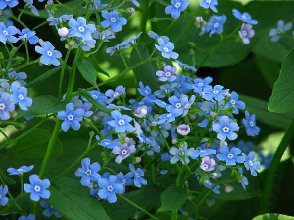 Синие мелкие цветочки – названия и фото растений многолетников и однолетников, высокорослых и низкорослых
