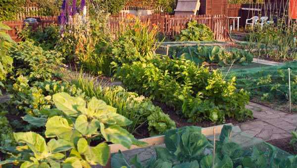 Современные грядки – Современный огород: планировка, совместимость огородных и ягодных культур, схема севооборота, как украсить и рационально использовать