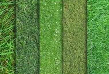 Технология посадки травы газонной – как сажать, когда сеять, подготовка почвы, технология с пошаговой инструкцией