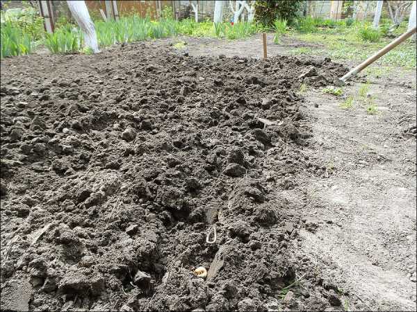 Технология посадки травы газонной – как сажать, когда сеять, подготовка почвы, технология с пошаговой инструкцией