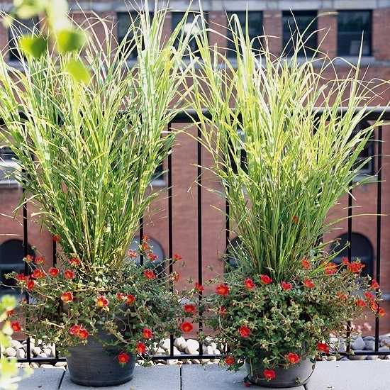 Травы для дачи декоративные – названия и фото популярных растений, комбинированная посадка