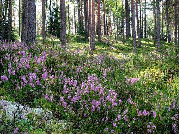 Вереск на клумбе с цветами фото – Вереск для создания ландшафтных композиций. Посадка и уход. Фото — Ботаничка.ru