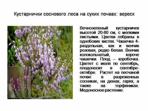 Вереск на клумбе с цветами фото – Вереск для создания ландшафтных композиций. Посадка и уход. Фото — Ботаничка.ru