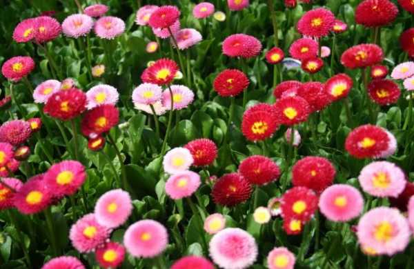 Весенние цветы фото и названия в саду – 11 самых первых весенних цветов в саду