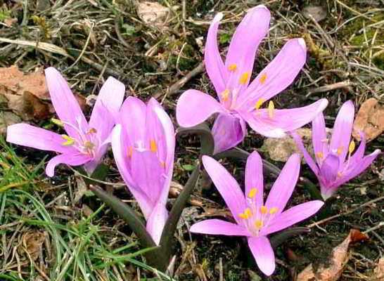 Весенние цветы фото и названия в саду – 11 самых первых весенних цветов в саду