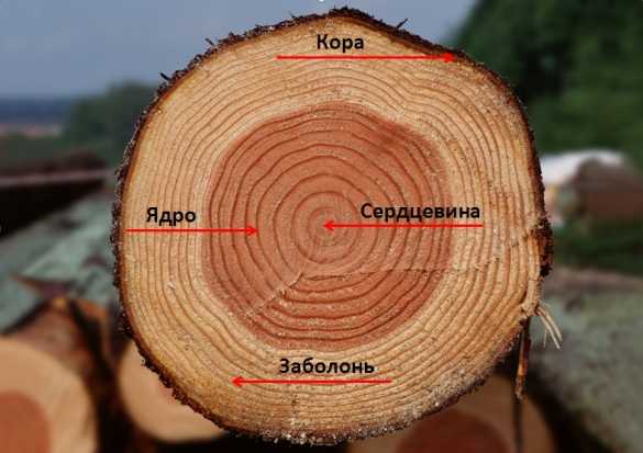 Виды дерева для мебели – Древесина для мебели - виды и породы