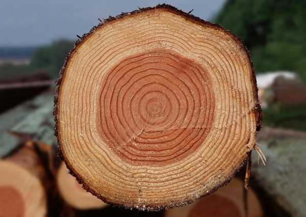 Виды дерева для мебели – Древесина для мебели - виды и породы