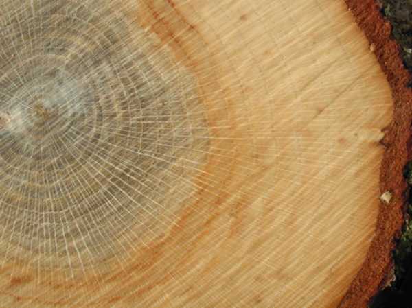 Виды древесина – видео-инструкция по выбору своими руками, особенности пиломатериалов из твердолиственных, хвойных, твердых, мягких сортов, для мебели, из какой древесины лучше строить дом, плотность, твердость, цена, фото