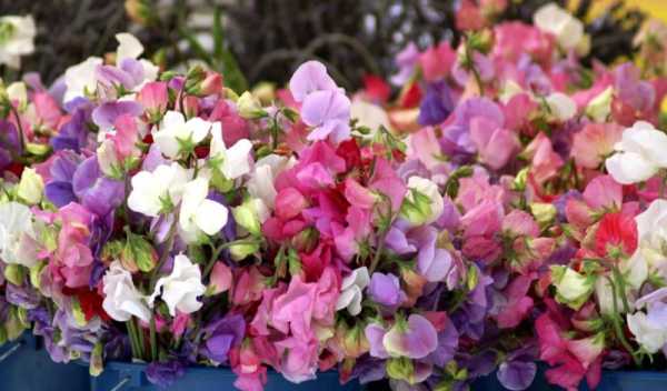 Вьющейся цветы названия и фото – Вьющиеся растения для сада - 55 фото лучших вариантов в ландшафтном дизайне
