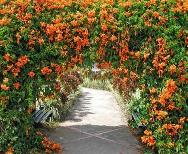 Вьющейся цветы названия и фото – Вьющиеся растения для сада - 55 фото лучших вариантов в ландшафтном дизайне