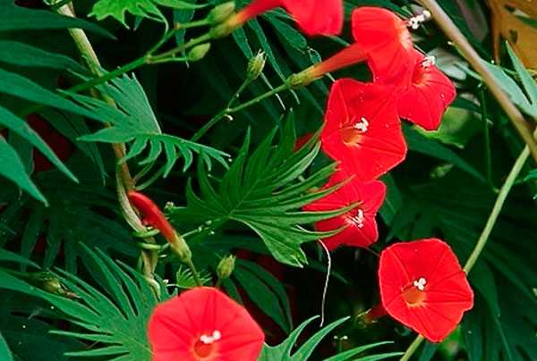 Вьющиеся растения быстрорастущие многолетние зимостойкие – Вьющиеся растения для дачи фото и названия: многолетние, неприхотливые, быстрорастущие