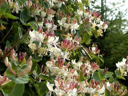 Вьющиеся растения в тени многолетние – 5 красивых лиан для тенистого сада