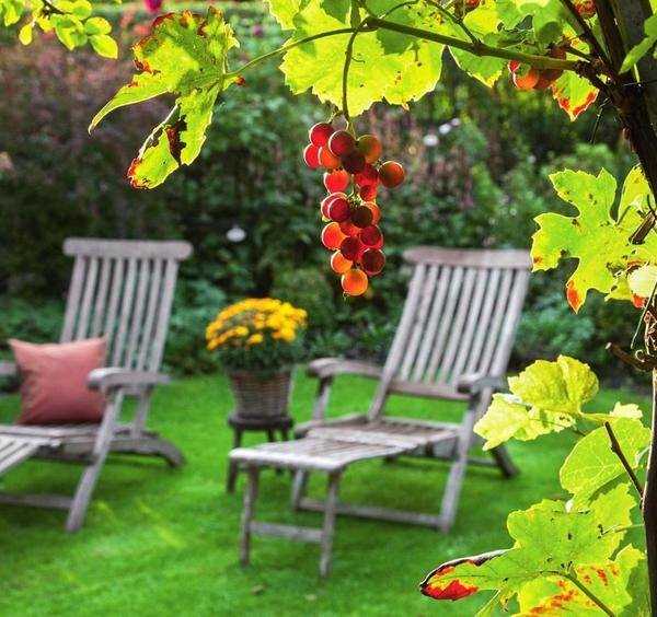 Вьющиеся растения в тени многолетние – 5 красивых лиан для тенистого сада