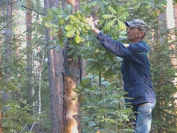 Заготовка дубовых веников – Когда заготавливать дубовые веники для бани