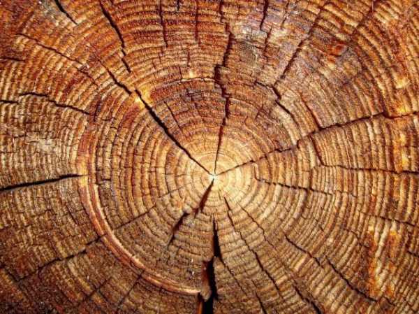 Запах древесины ясеня – Достоинства и недостатки древесины разных пород для производства мебели из массива