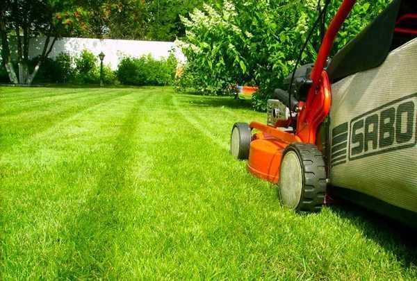 Засеять газон – Как посадить газон на даче своими руками