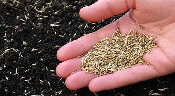 Засеять газон – Как посадить газон на даче своими руками