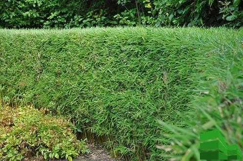 Зеленые ограждения растения – Вечнозеленая многолетняя быстрорастущая живая изгородь