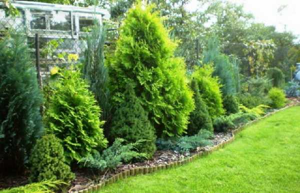 Зеленые ограждения растения – Вечнозеленая многолетняя быстрорастущая живая изгородь