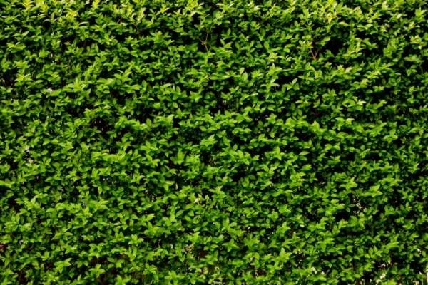 Живая изгородь быстрорастущая многолетняя вечнозеленая фото – Вечнозеленая многолетняя быстрорастущая живая изгородь