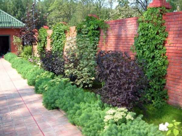 Живая изгородь на даче – Живая изгородь на даче - 100 фото лучших идей по озеленению загородных домов